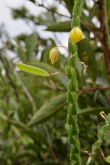 Chamaecrista basifolia