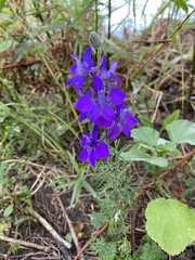 Delphinium ajacis