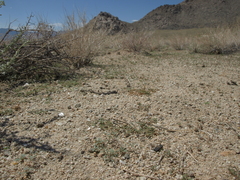 Hypertelis umbellata