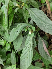 Justicia quadrifaria