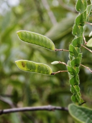 Chamaecrista basifolia
