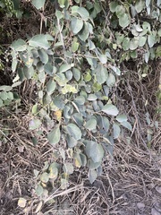 Cordia dichotoma