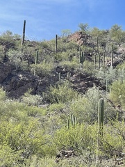 Pachycereus pringlei