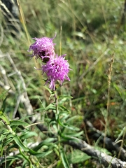Liatris scariosa