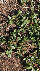 Portulaca oleracea