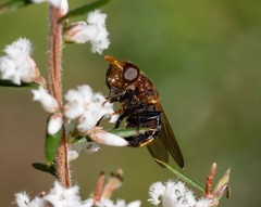 Cyphipelta rufocyanea