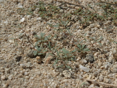 Hypertelis umbellata