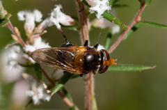 Cyphipelta rufocyanea