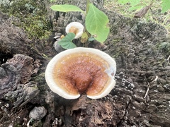 Ganoderma curtisii