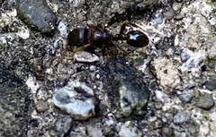 Tetramorium immigrans