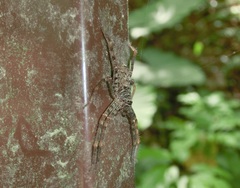 Heteropoda venatoria
