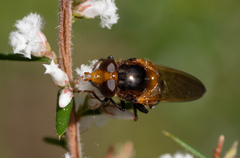 Cyphipelta rufocyanea
