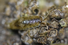 Balanomorpha
