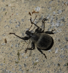 Otiorhynchus