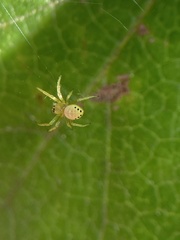 Araniella