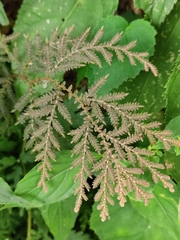 Selaginella