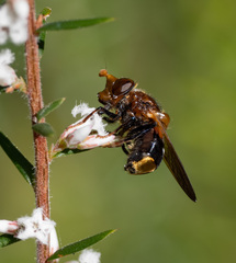 Cyphipelta rufocyanea