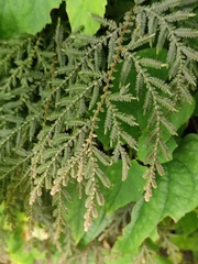 Selaginella