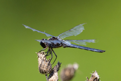 Libellula axilena