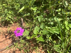 Verbena pulchella