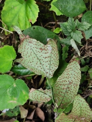 Cyrtomium caryotideum