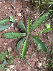Cirsium horridulum