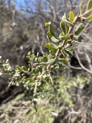 Schinus fasciculata