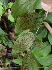 Cyrtomium caryotideum