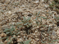 Hypertelis umbellata