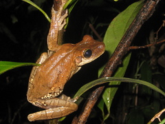 Osteocephalus taurinus