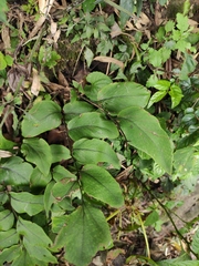 Cyrtomium caryotideum