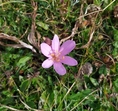 Colchicum