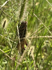 Schistocerca americana