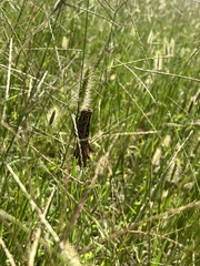 Schistocerca americana