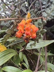 Elleanthus aurantiacus