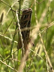 Schistocerca americana