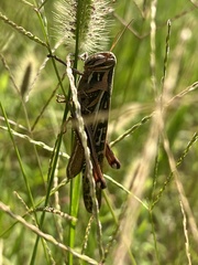 Schistocerca americana