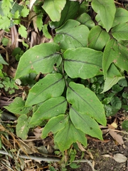 Cyrtomium caryotideum