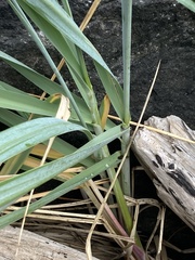 Leymus mollis