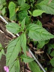 Impatiens blepharosepala