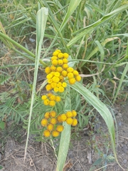 Tanacetum vulgare