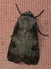 Agrotis puta