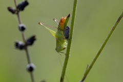 Odontoxiphidium apterum