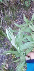 Artemisia douglasiana