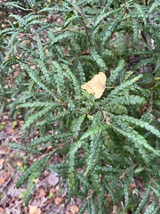 Comptonia peregrina