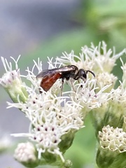 Sphecodes
