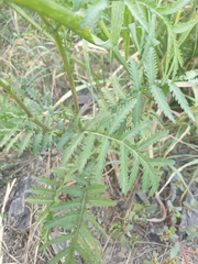 Tanacetum vulgare