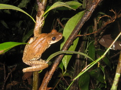 Osteocephalus taurinus