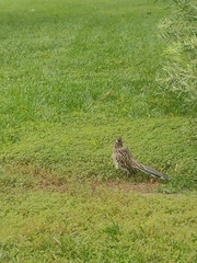 Geococcyx californianus