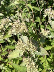 Pycnanthemum incanum